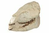 7.8" Fossil Horse (Mesohippus) Skull - South Dakota - #192495-3